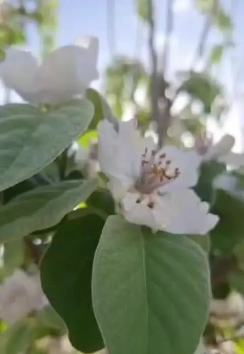 باغ ثمری