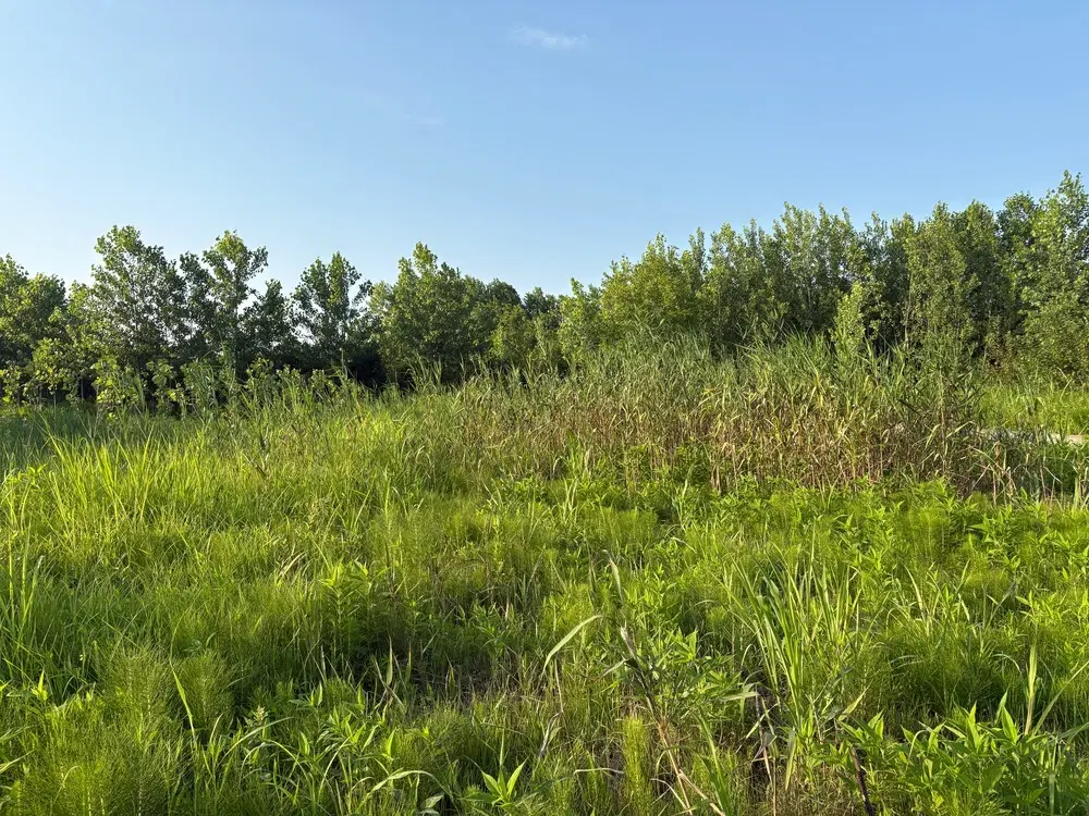 زمین مناسب ویلا سازی در شمال