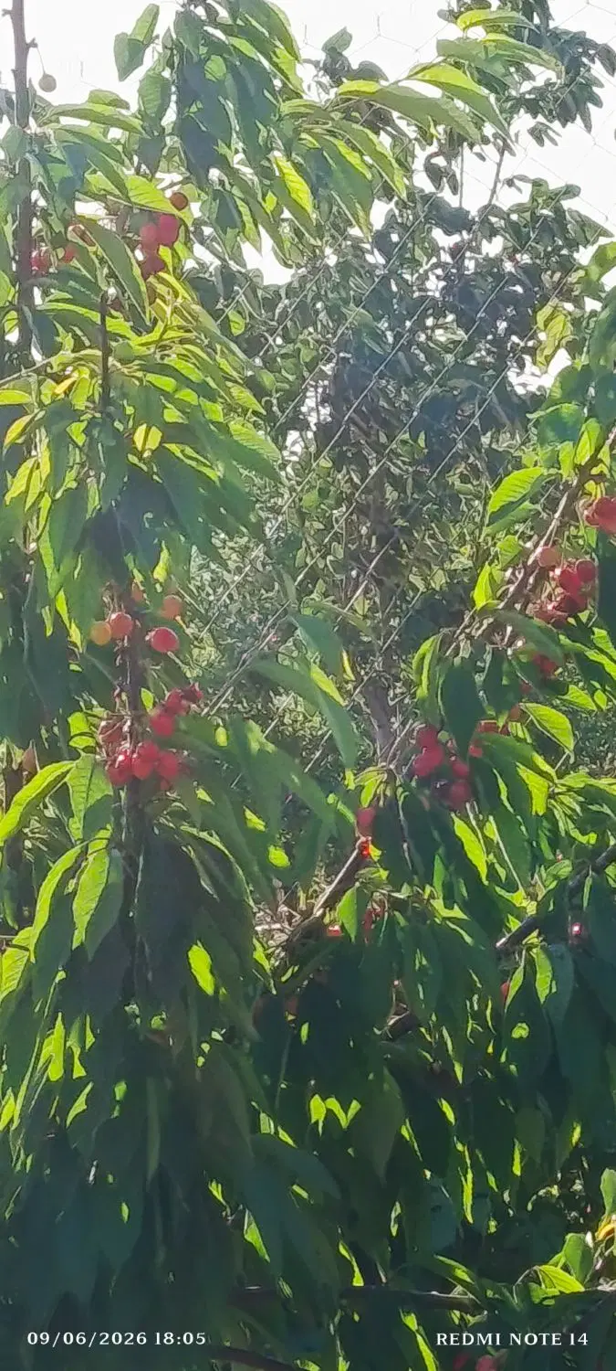 باغ