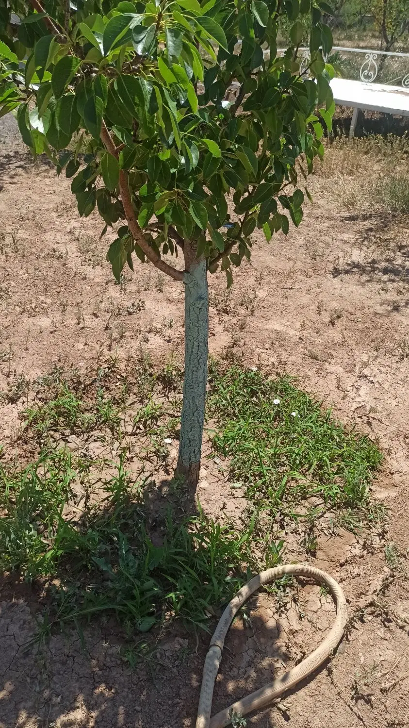 زمین خالی در روستای باغلوجه بیات