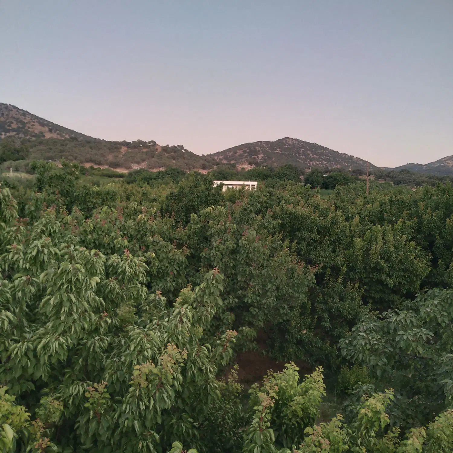 زمین خونه باغ