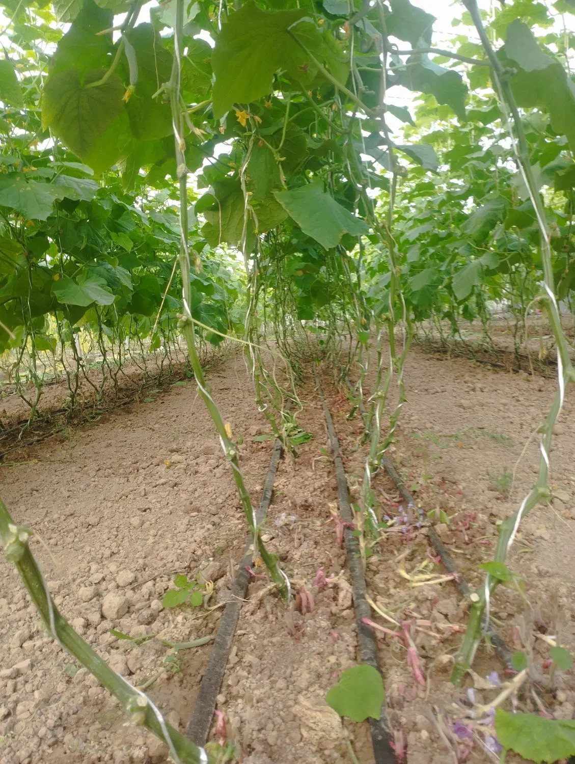 گلخانه فروشی