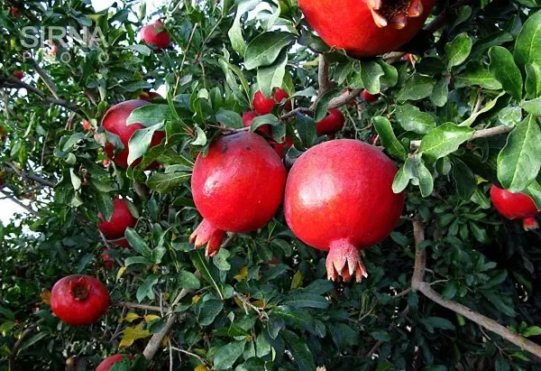 فروش باغ _ ۴۰۰۰ متر _ توسکستان