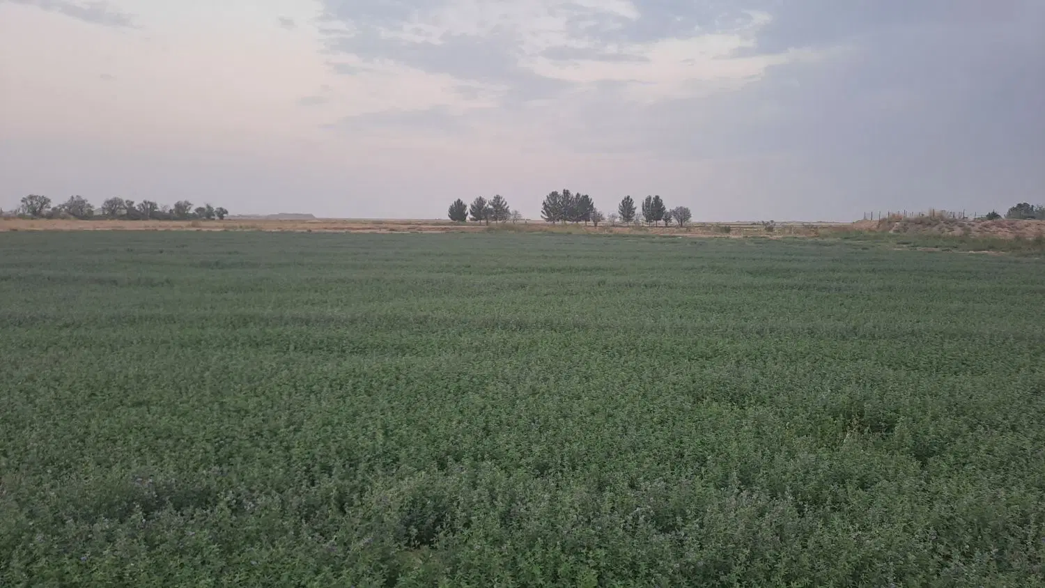 زمین کشاورزی