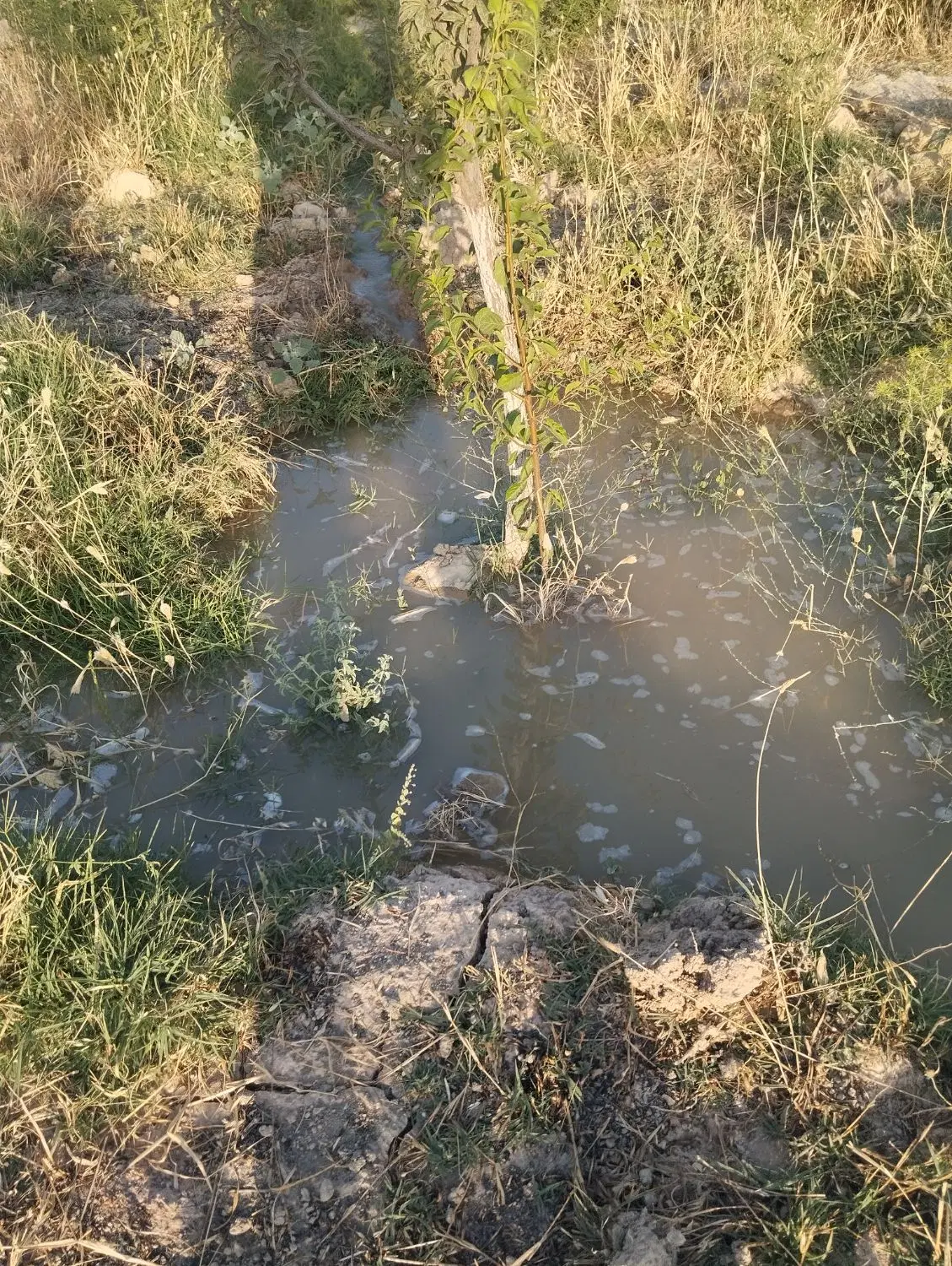 فروش۴ هزار متری خانه باغ