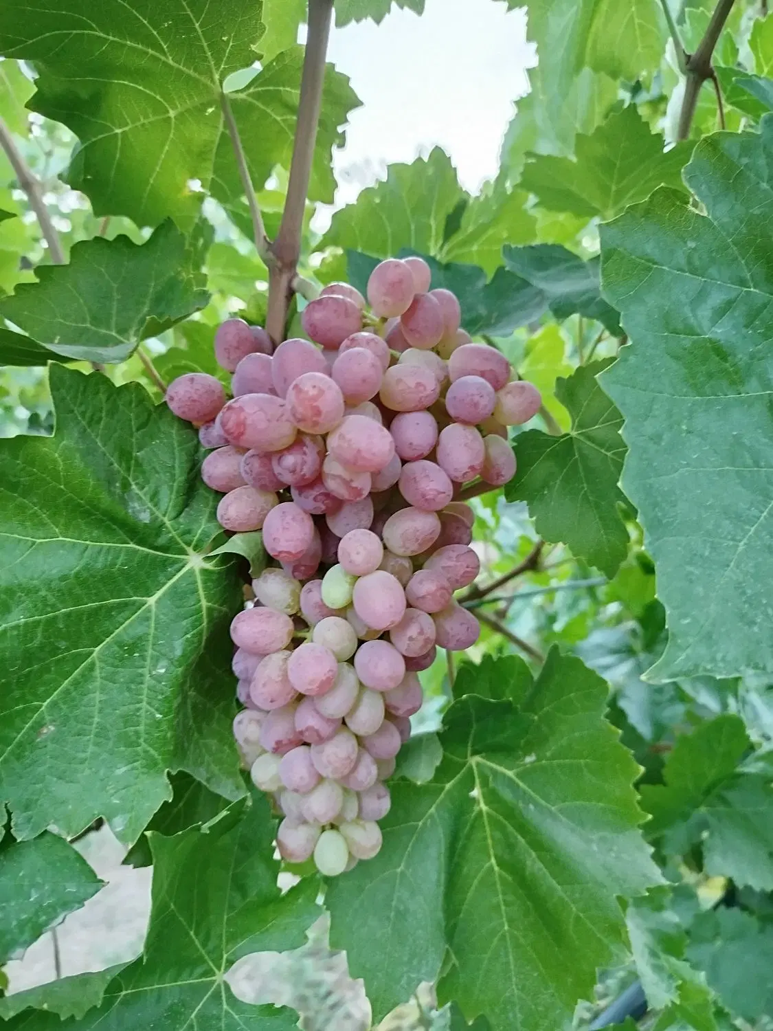 اجاره باغ انگور