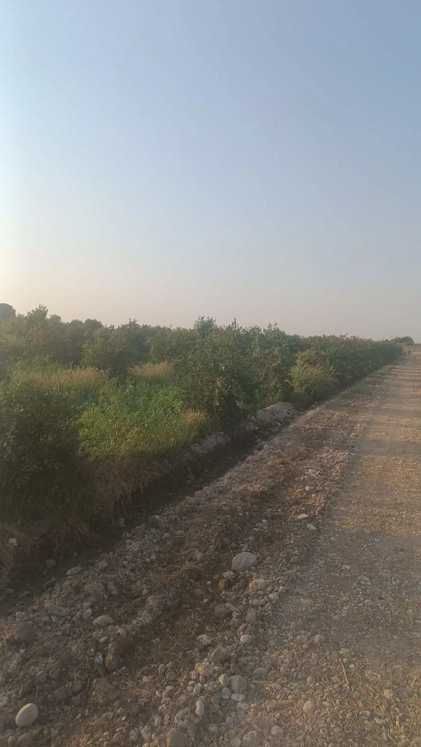 باغ برقدار درخت بزرگ