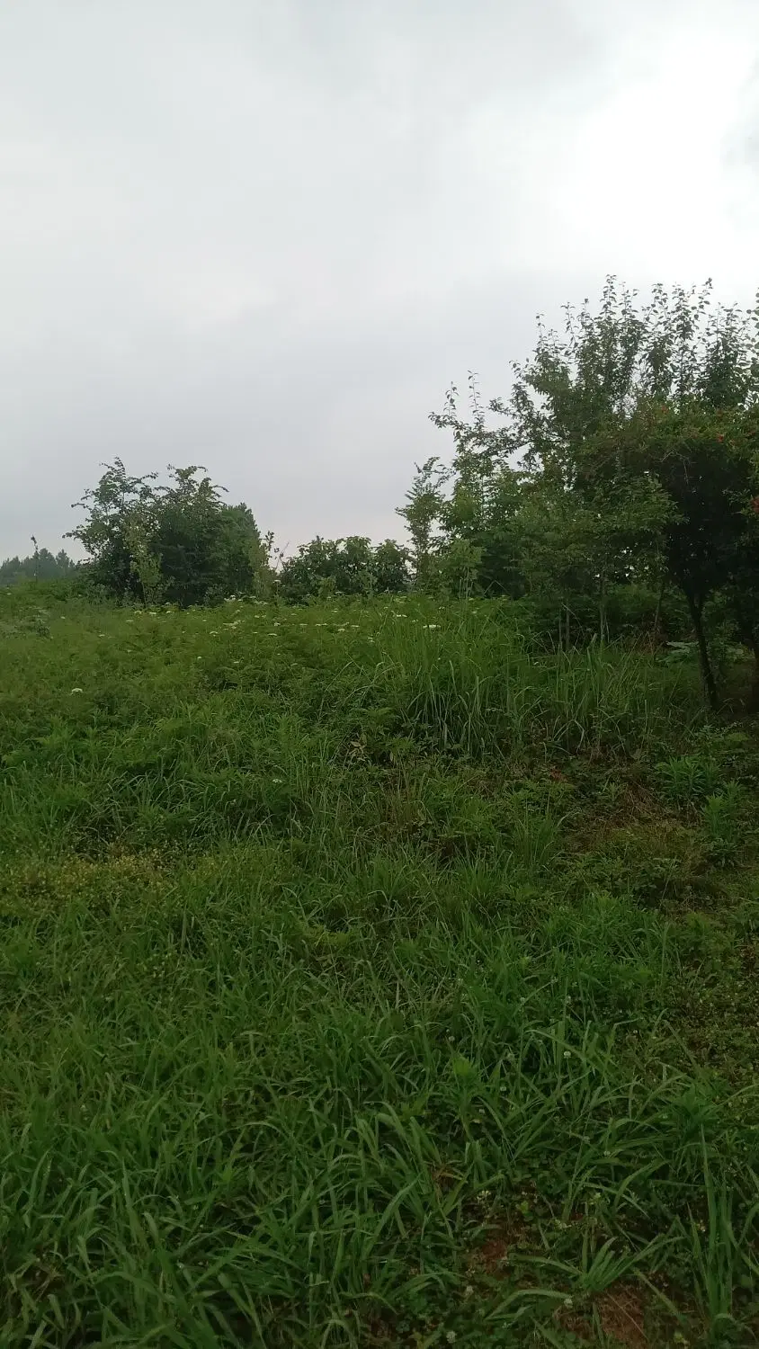 زمین مسکونی 2060 متری کاملا مسکونی با سند تک برگ