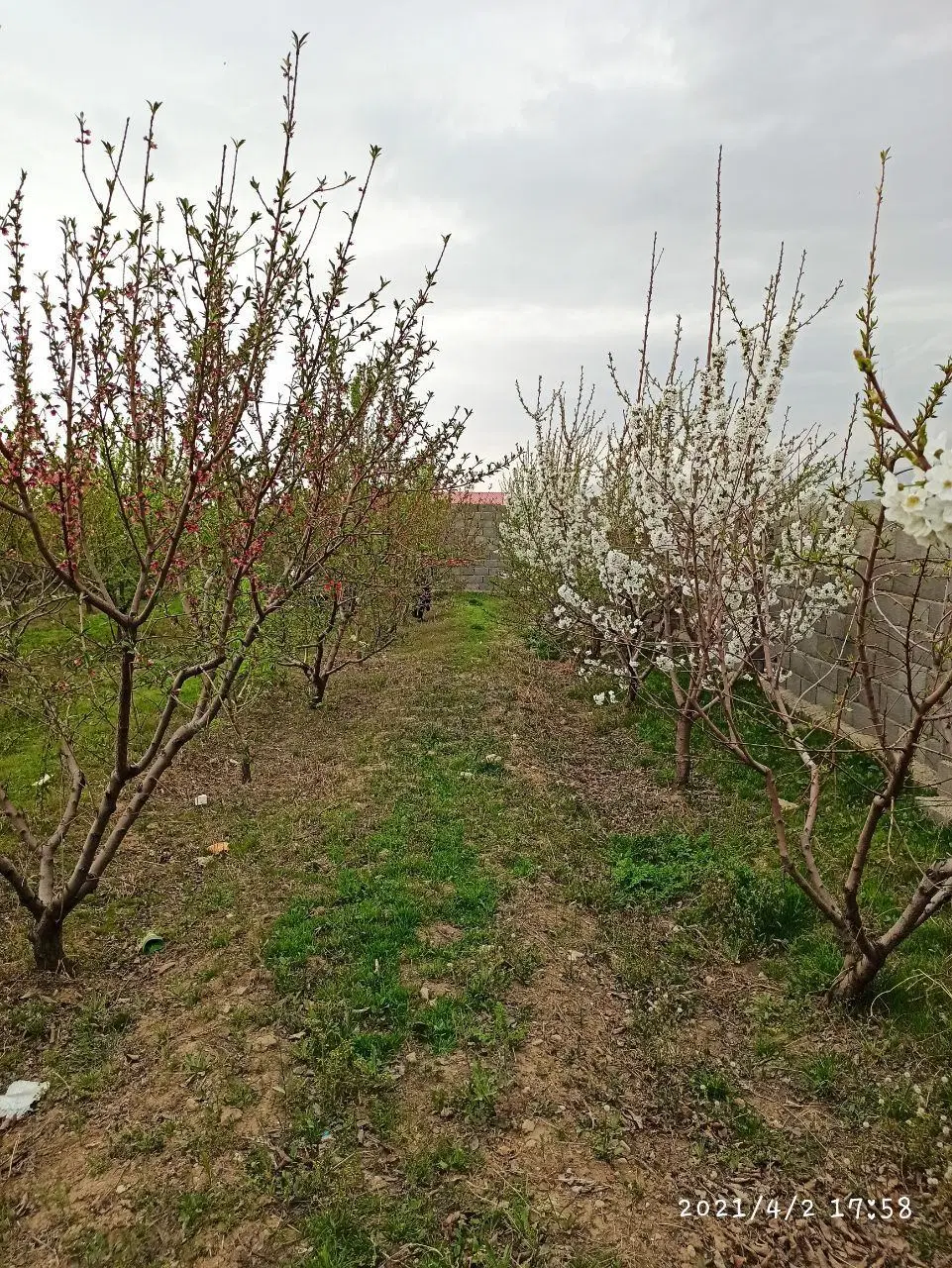 باغچه ۵۰۰ متری چهاردیواری