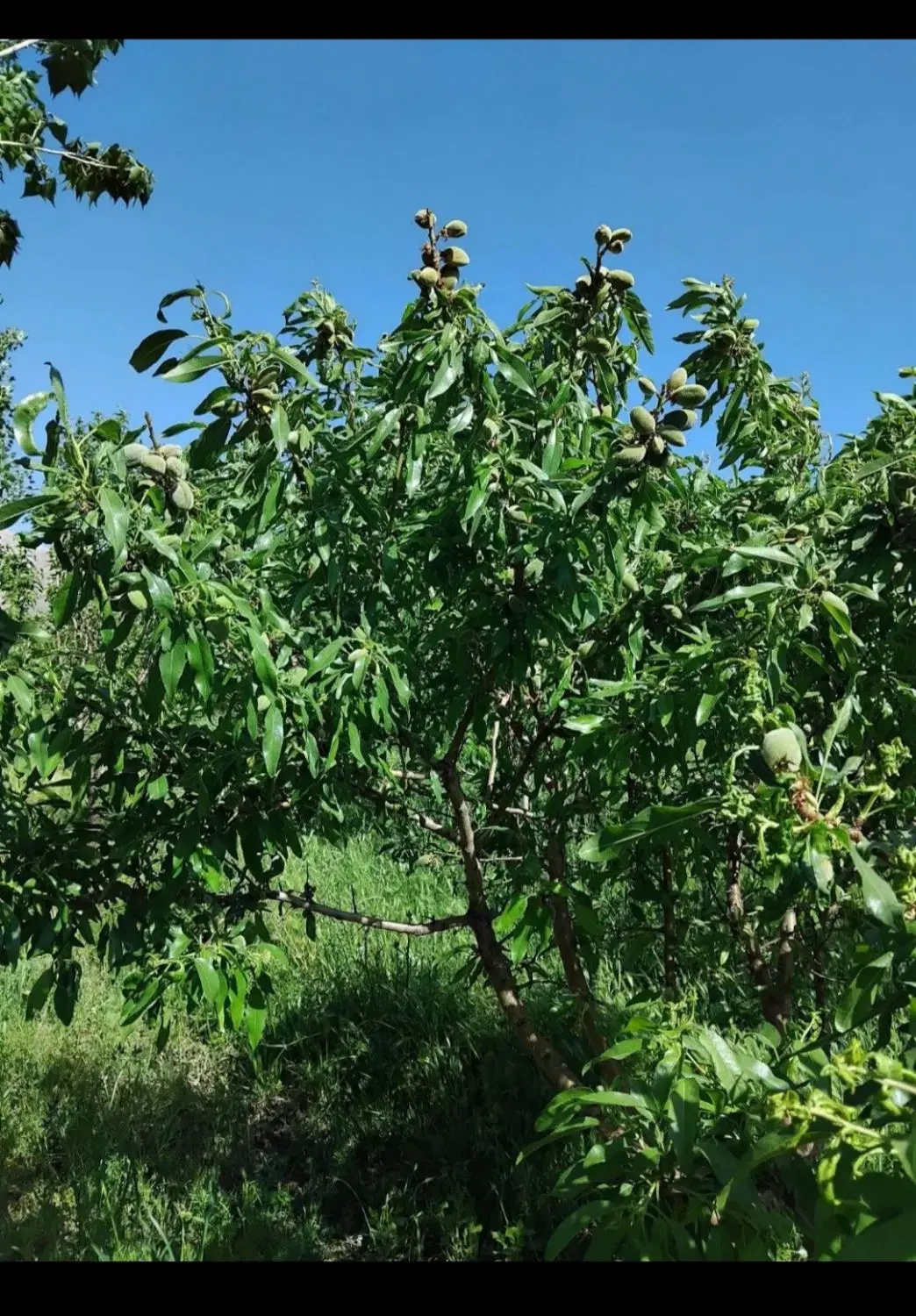 باغ روستای گردشگری دربند