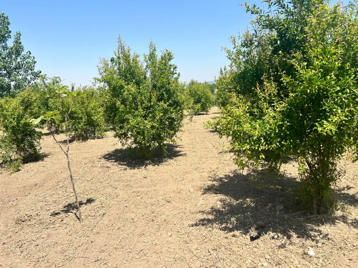 ۱۰۰متر باغ کنارچاه آب پرورش ماهی