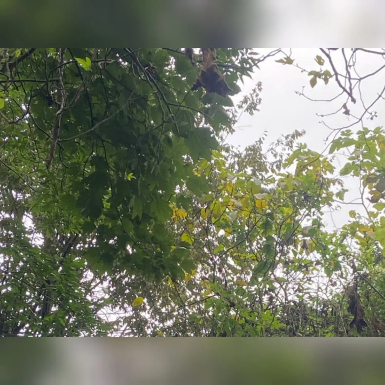 ۲۰۰ متر زمین باغی در گالشکلا