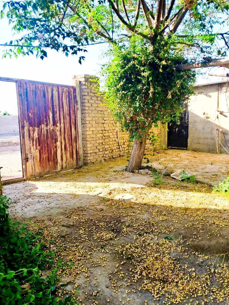 باغ و باغچه با درختان میوه 10 ساله زیر قیمت