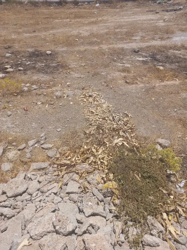 باغچه ۹ دی
