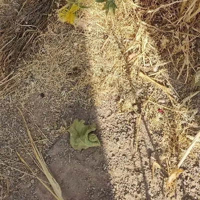 زمین و خانه نیمه ساز