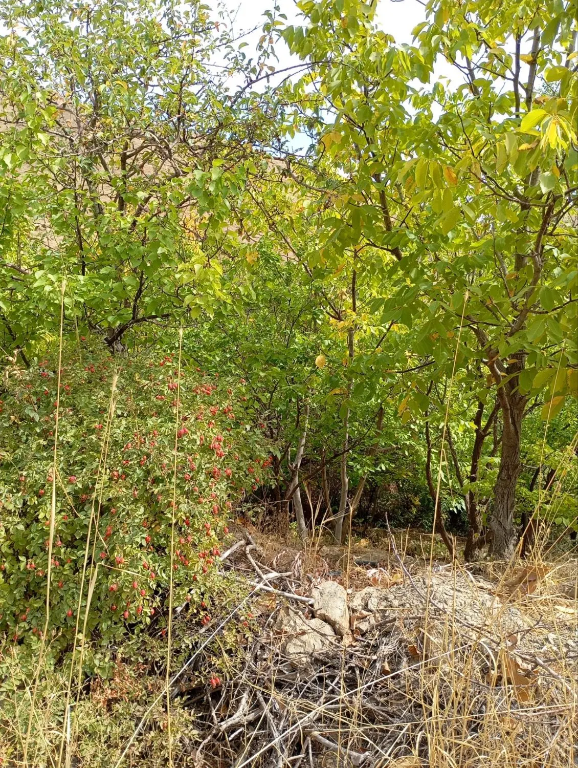 زمین باغ ۱ هکتاری