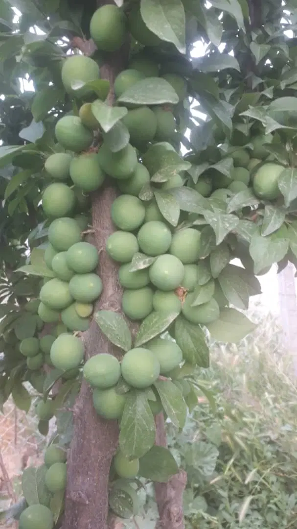 فروش باغ در قدیم آباد
