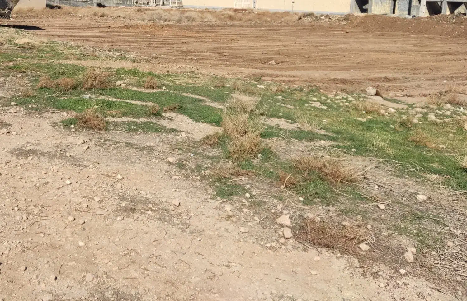 زمین گردخون
