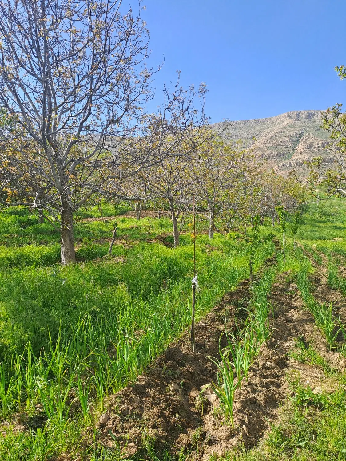 باغ فروشی