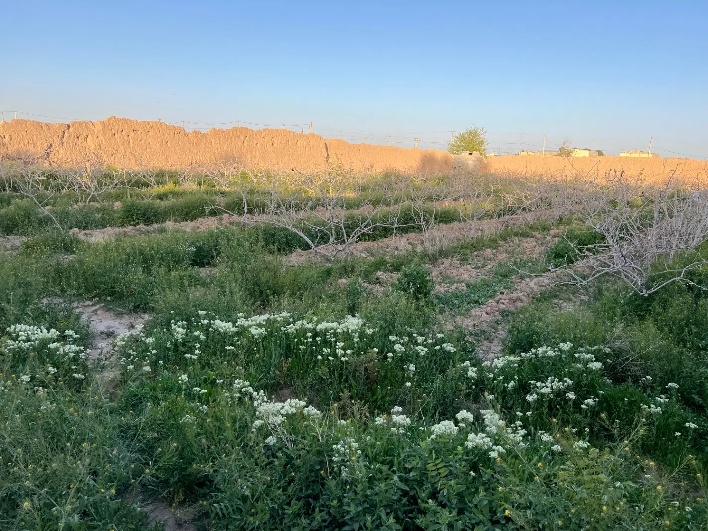 ۱۱۳ قصب باغ در حسن آباد شیخ ها