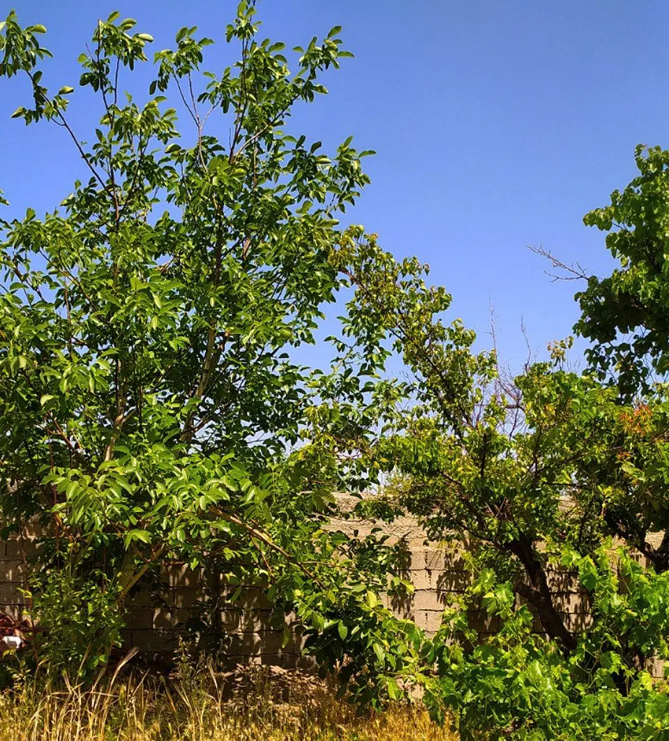 باغ و باغچه مدارک مطمئن سهمیه آب درختان مثمر