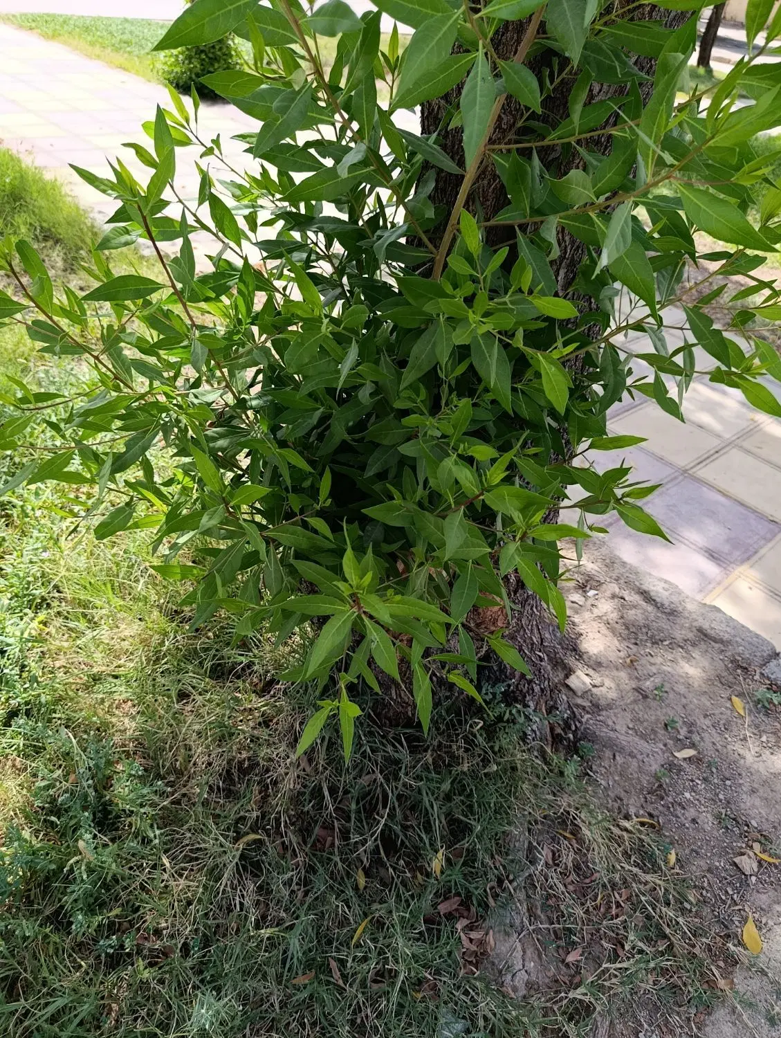 اجاره  زمین کشاورزی ۱۵۰هکتار