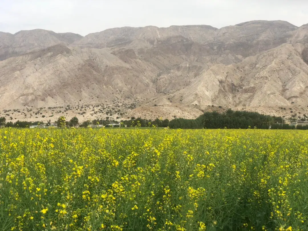 فروش زمین شهرک صنعتی دیزل شیراز