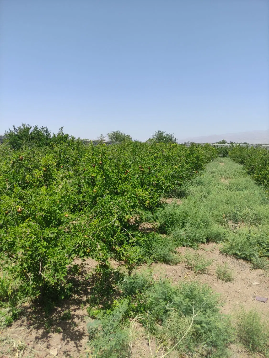 فروش زمین