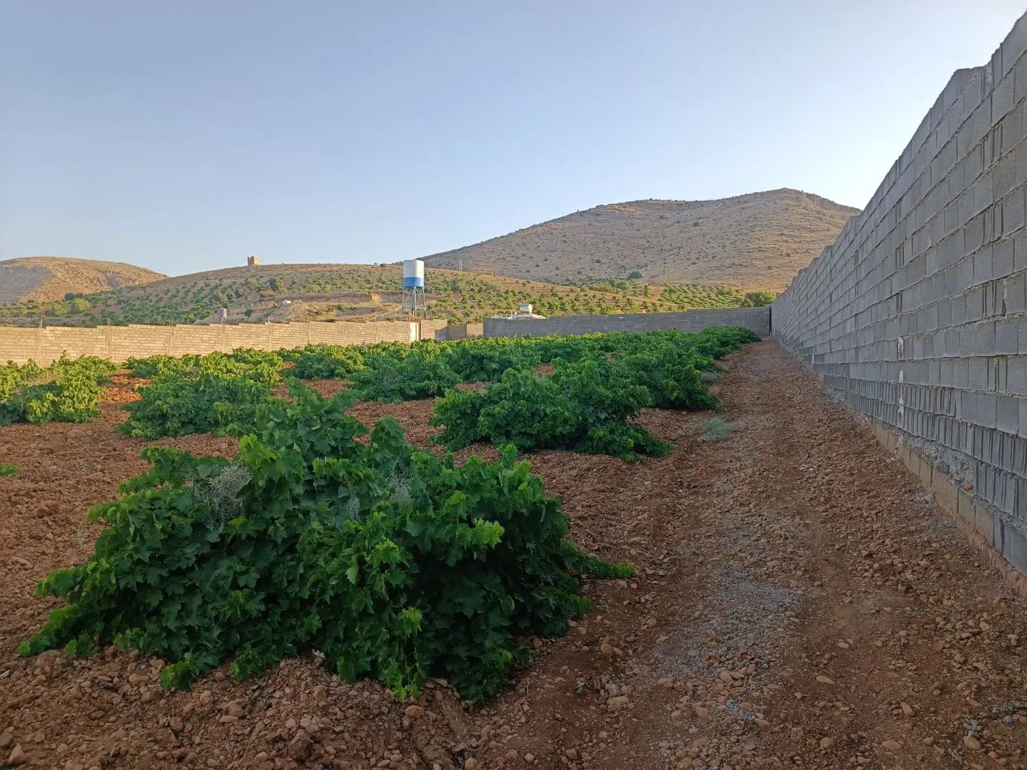 زمین و باغ انگوری کلستان