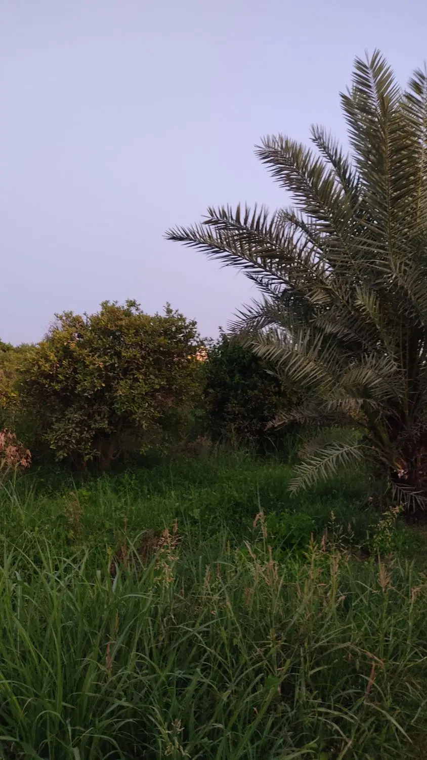 باغچه درخت بزرگ بن جعفر