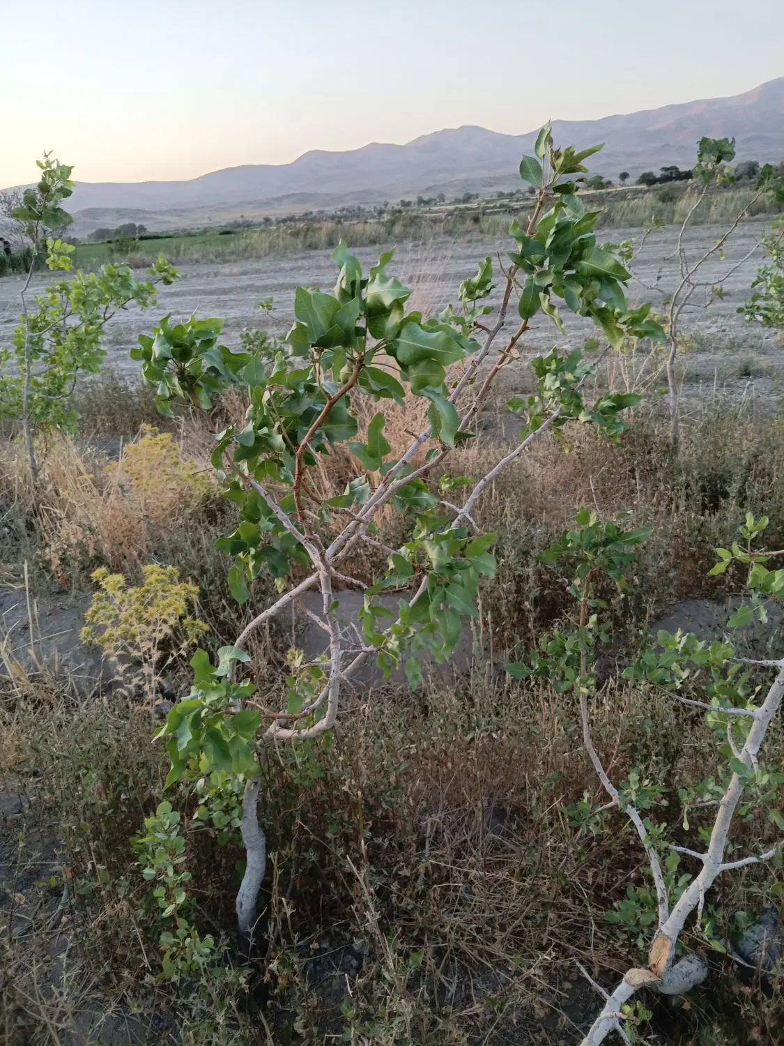 باغ پسته
