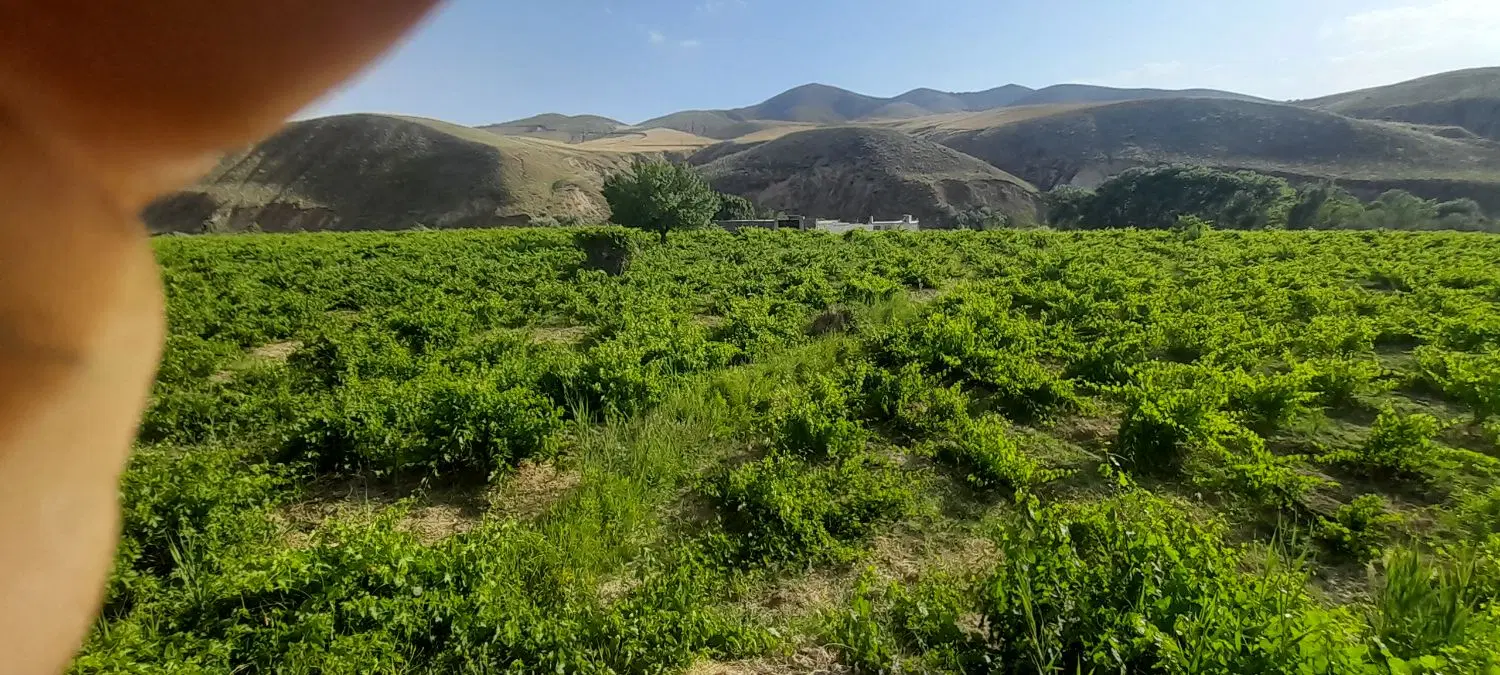 باغ انگور