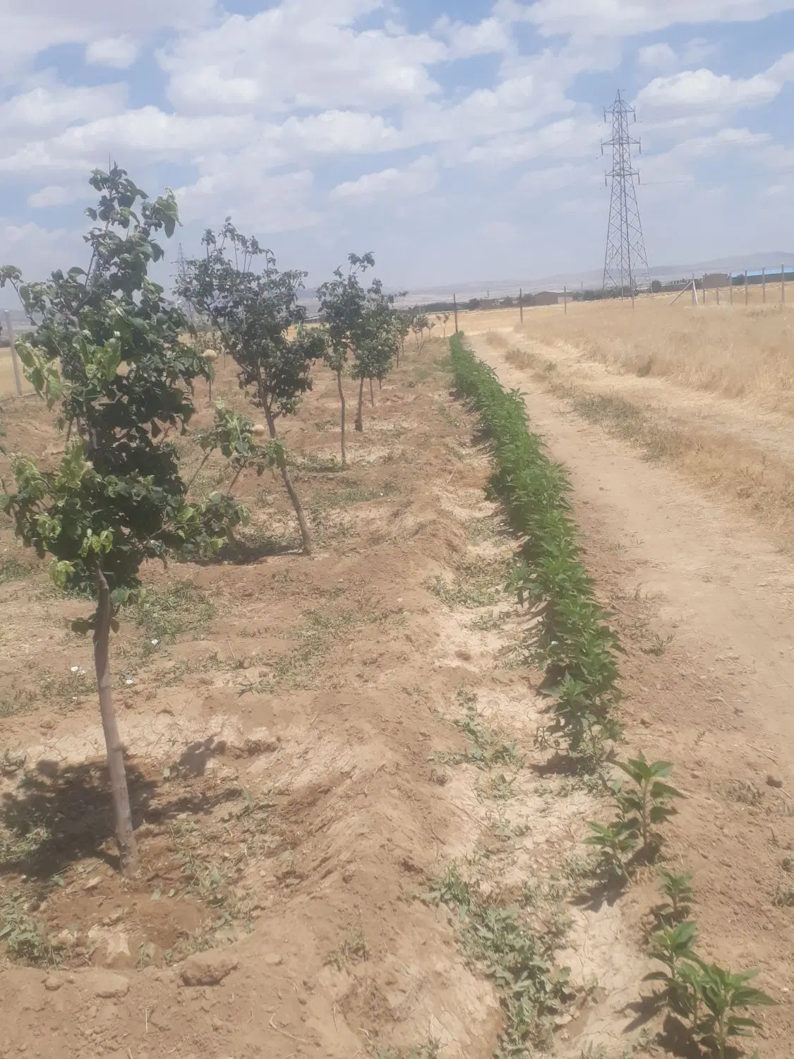 باغ واقع در کوزه گران
