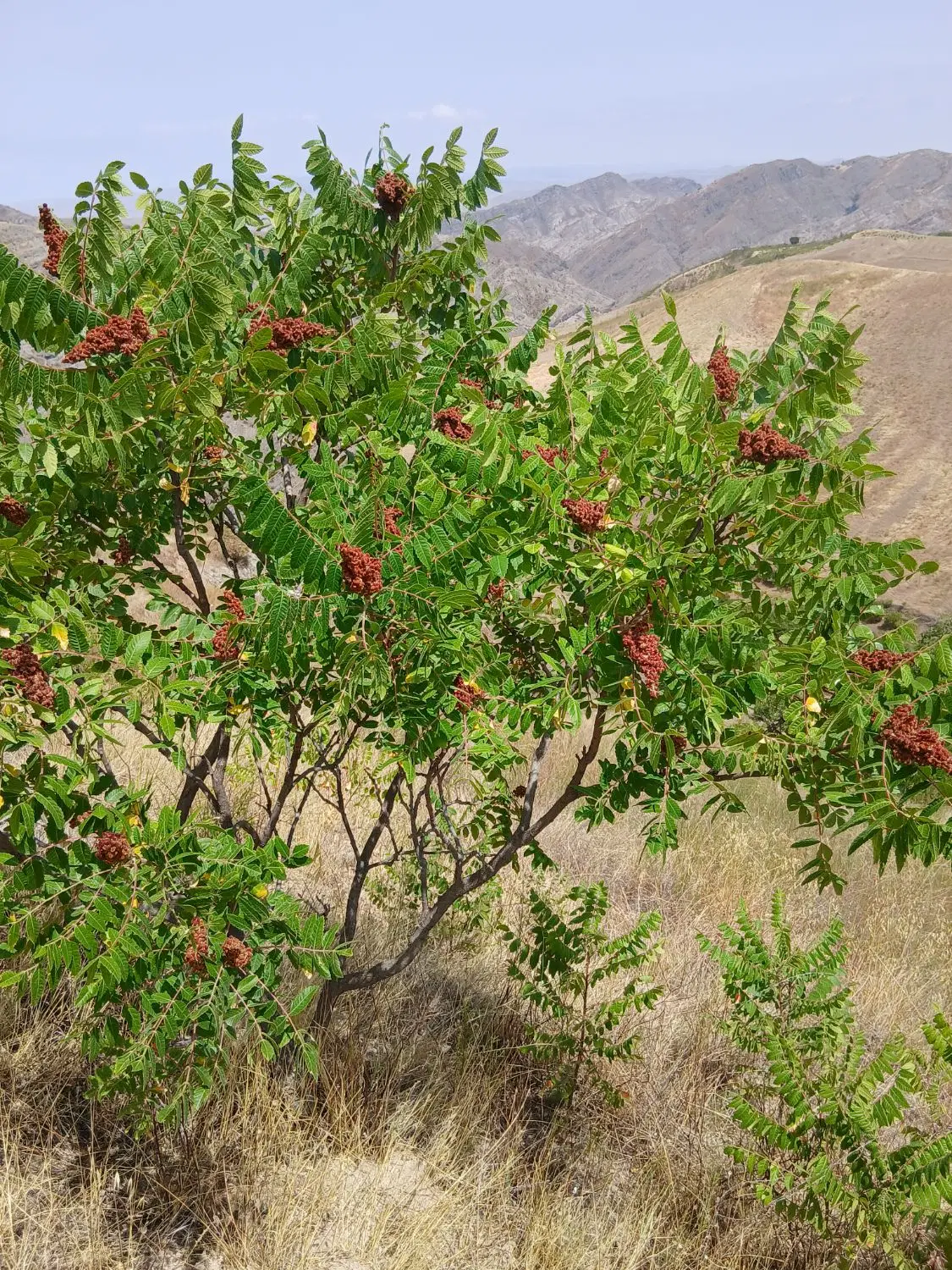 زمین اناخاتون
