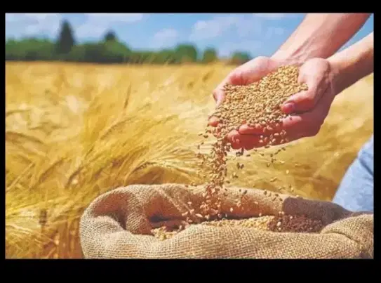 نانوایی سنگکی