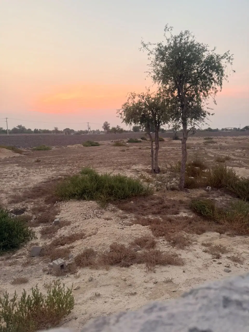 زمین باغی کوشه