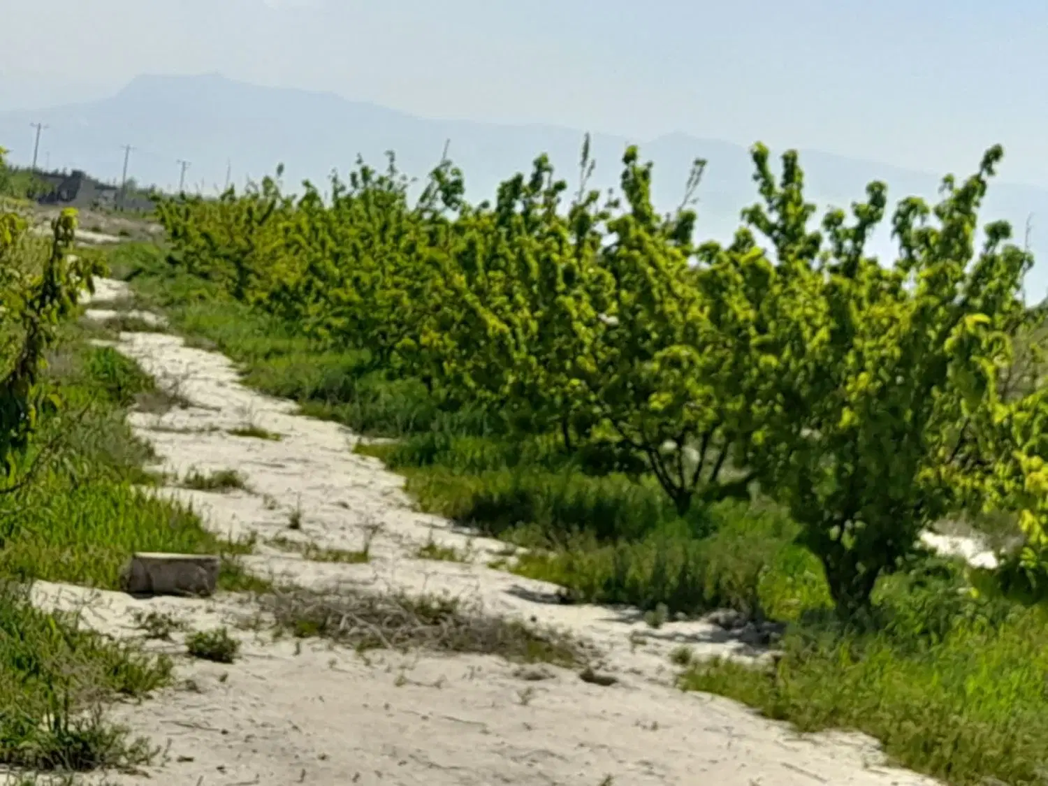 باغ در چناران دوتا چهارهزارمتری