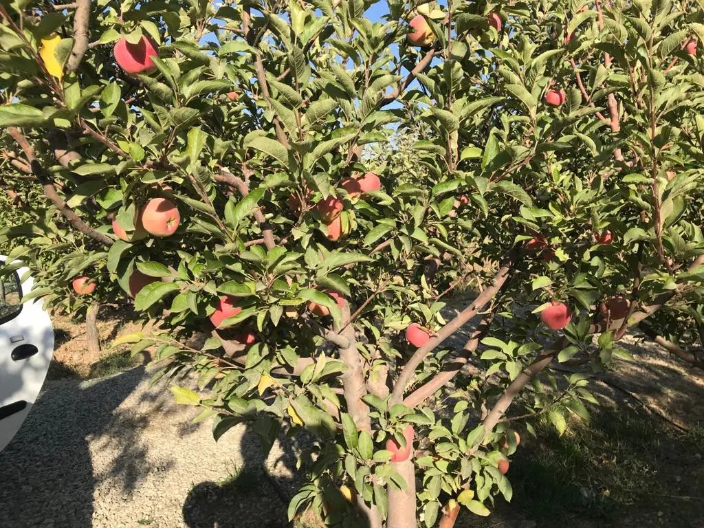 600متر زمین ویلایی آبسرد دماوند