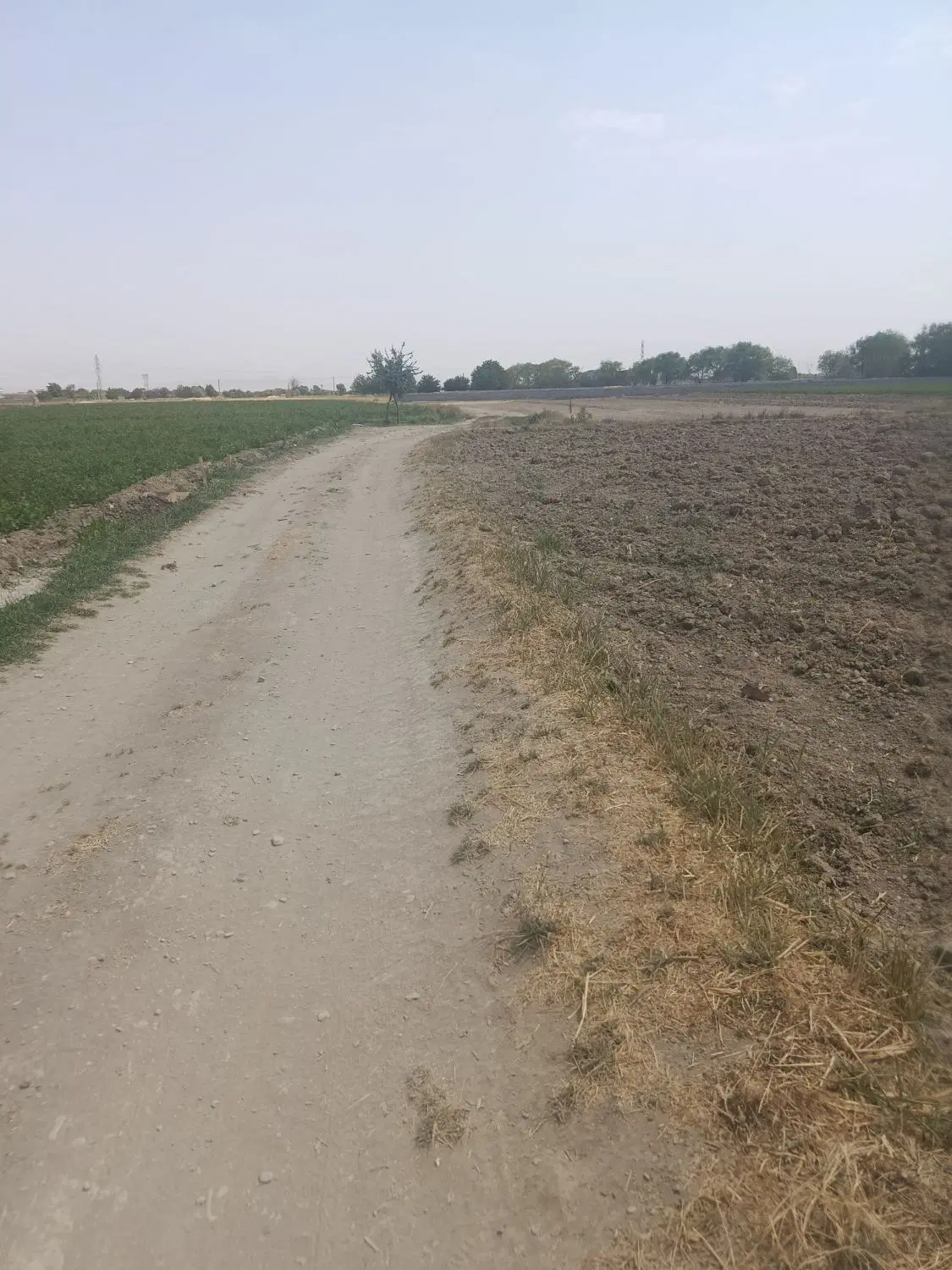 زمین کشاورزی