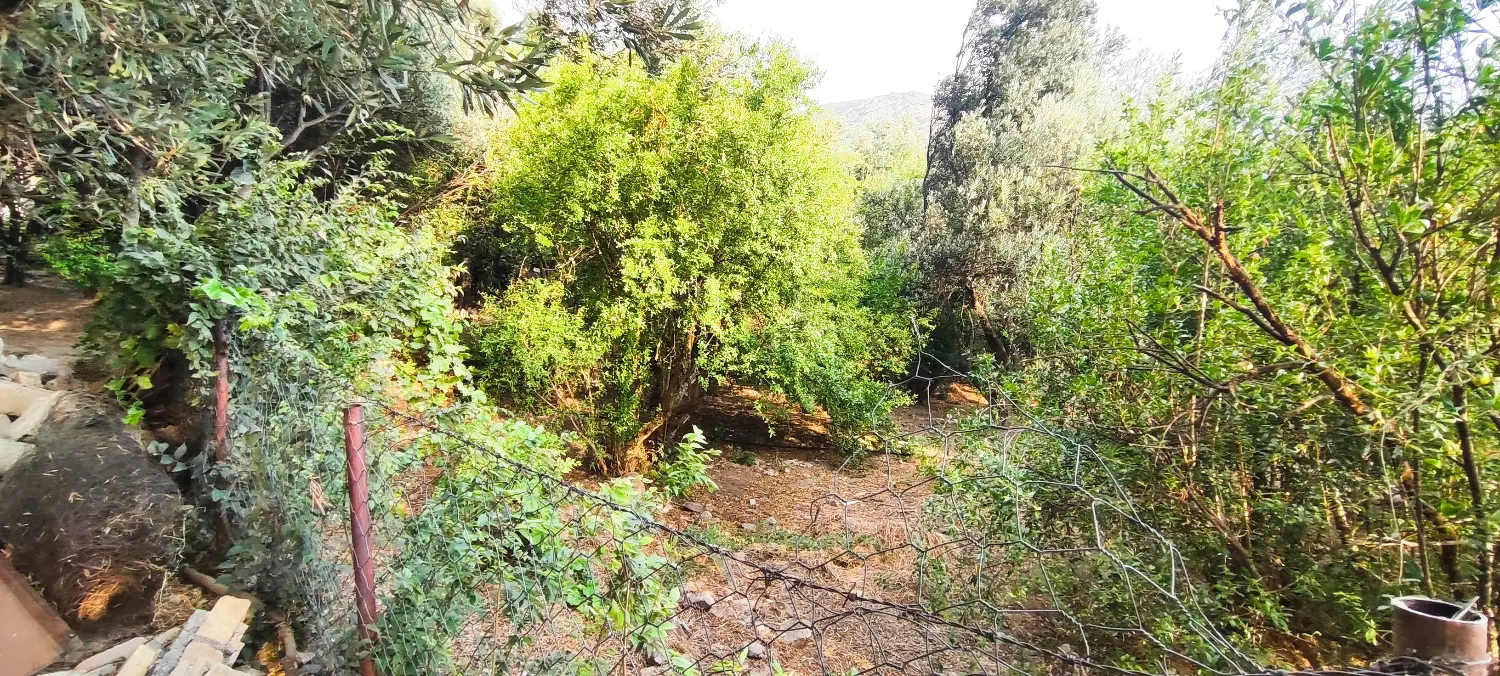 فروش باغ