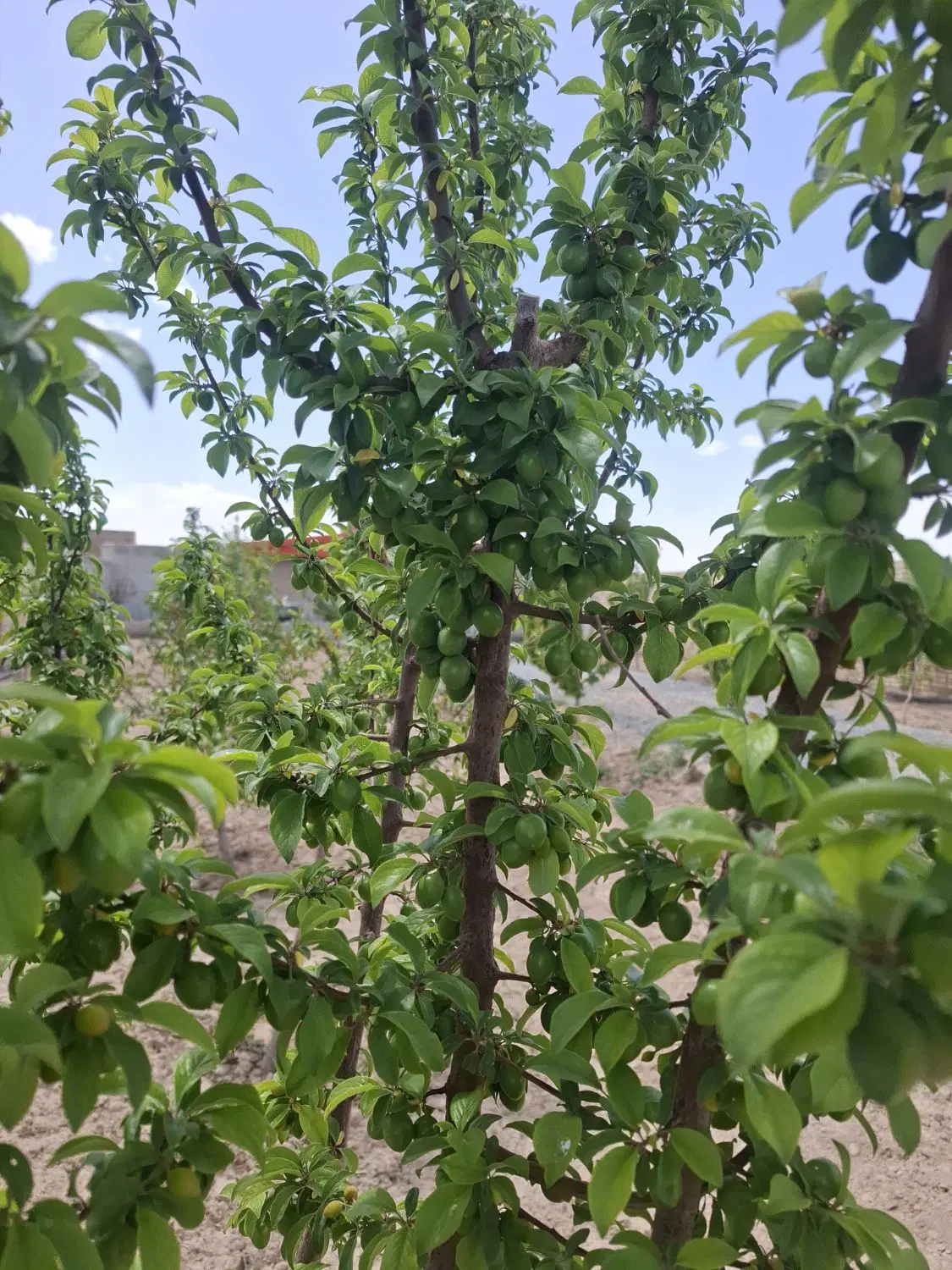 باغ ویلا سوسن آبادبهترین باغ برای سرمایه گذاری