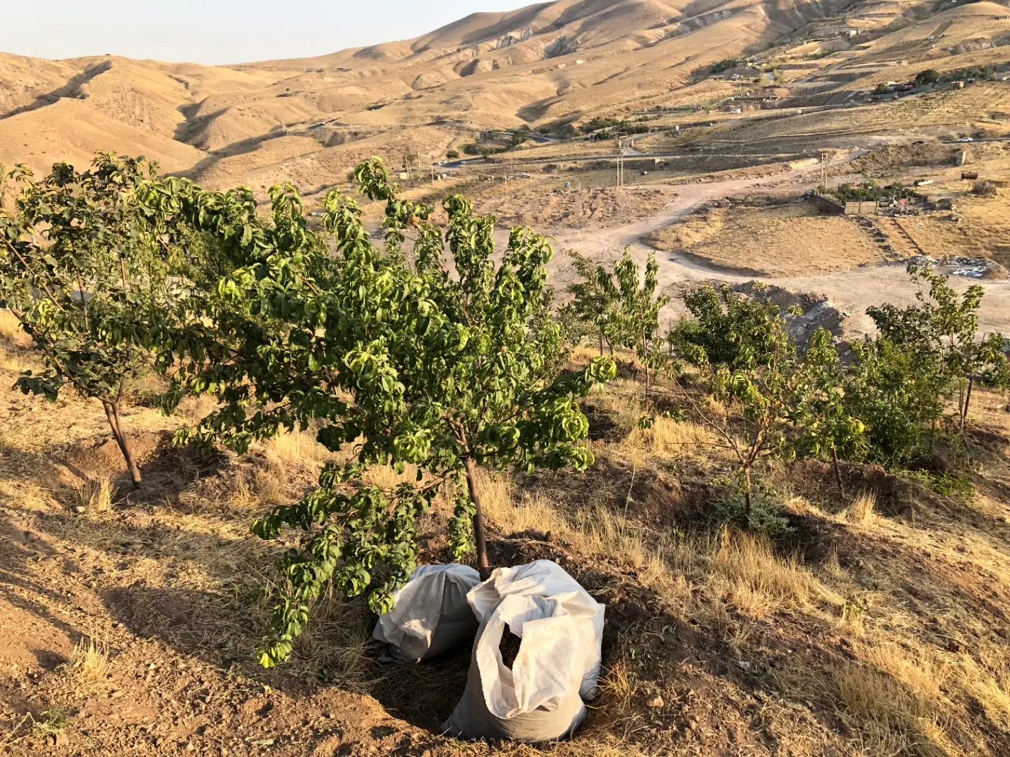 زمین کشاورزی - باغ مثمر