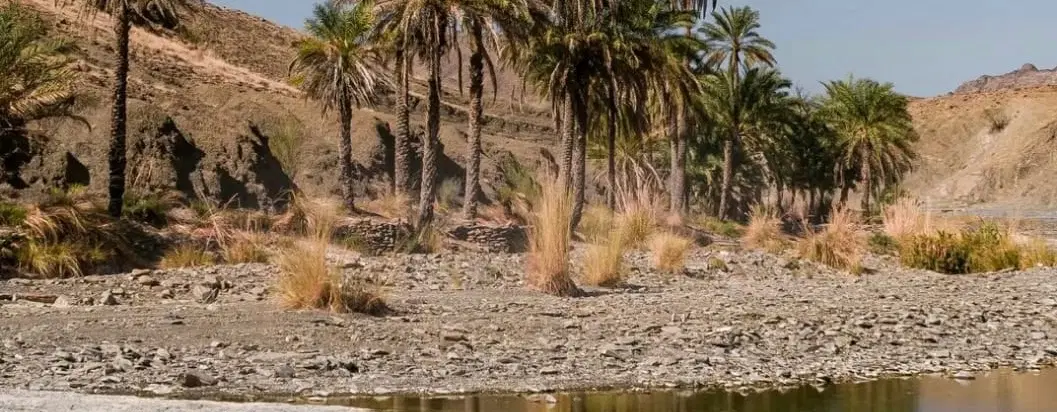 فروش دو قطعه باغ نیم هکتاری - بخش احمدی