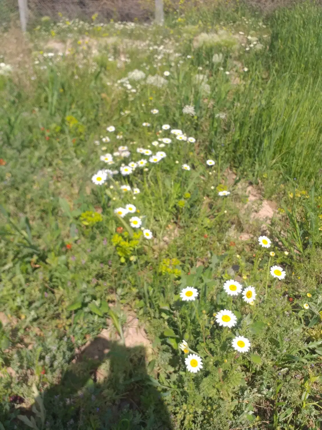 زمین مسکونی