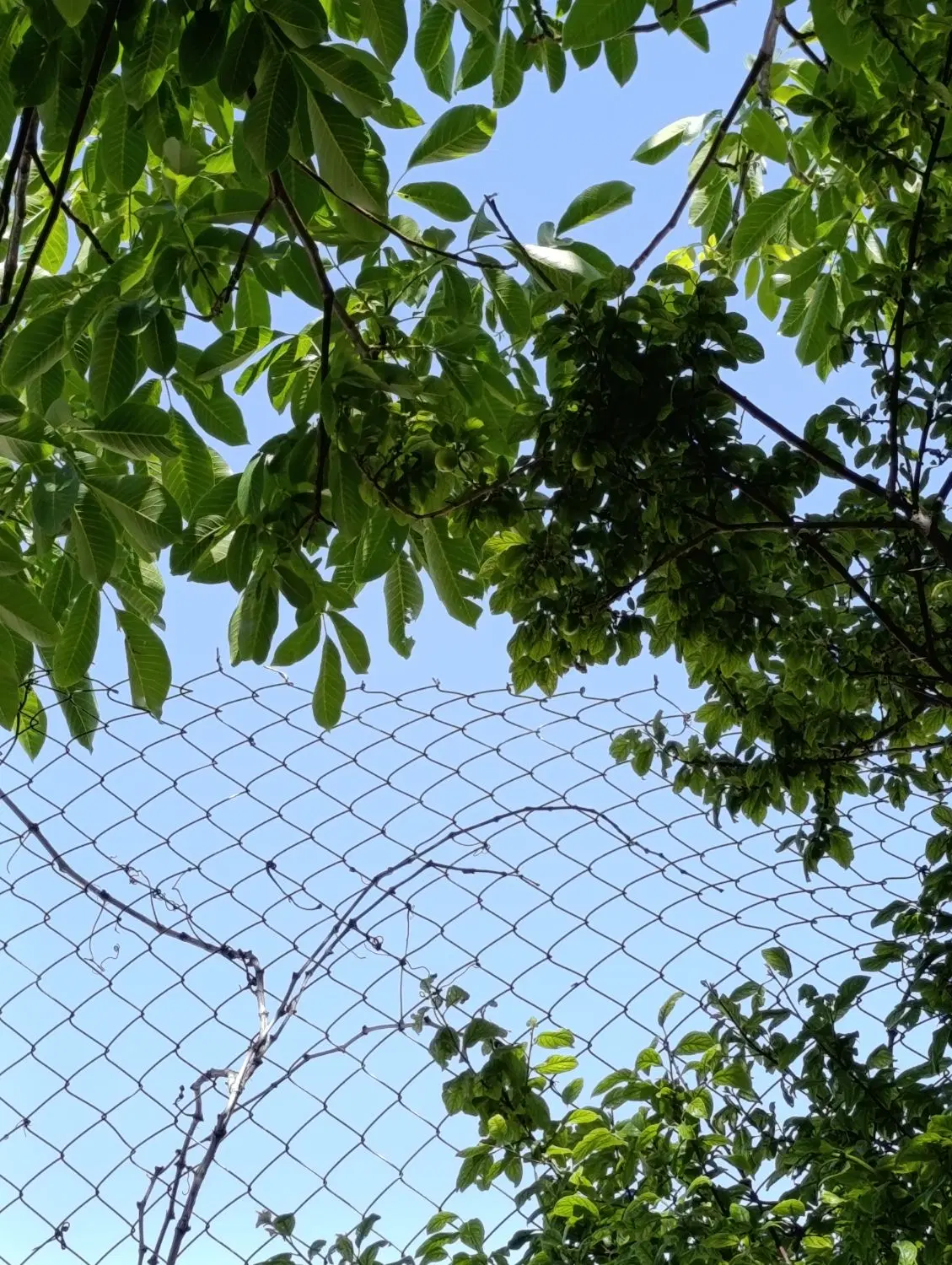 باغ و باغچه _سهم آب سندی _درای نامه دیوار