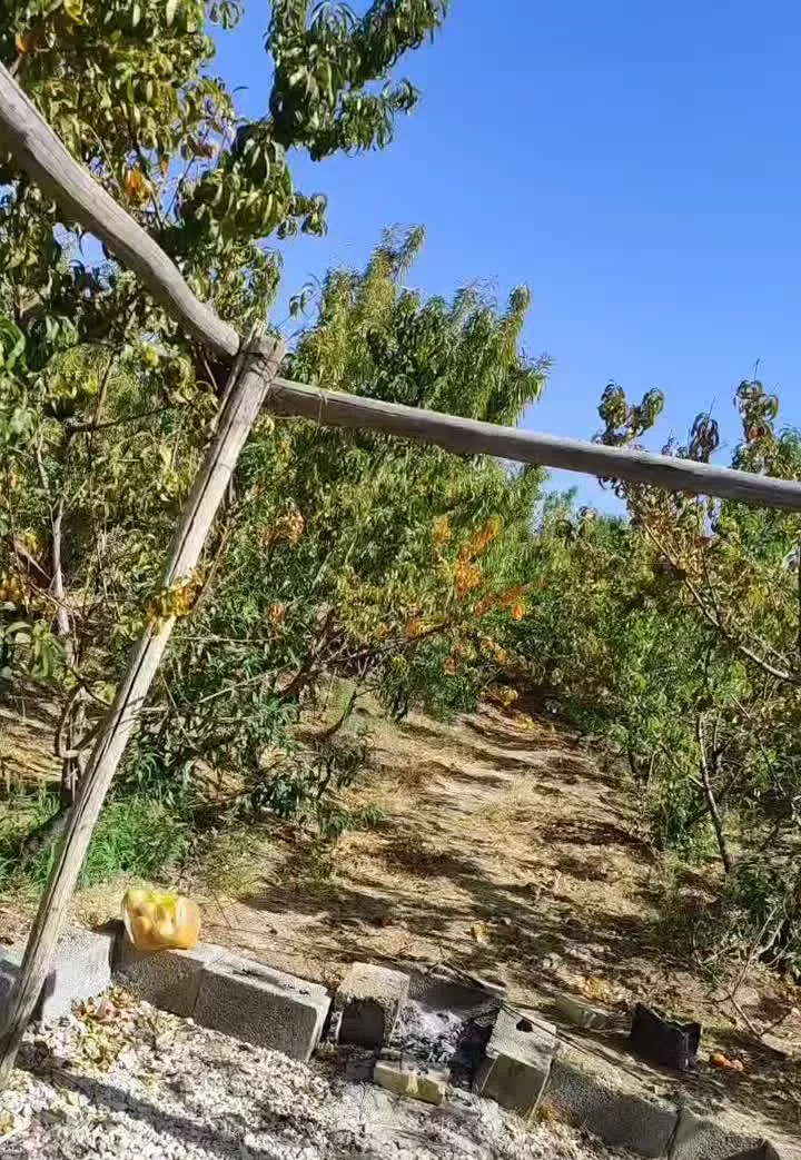 فروش باغ ۵۰۰ متری شوراب صغیر