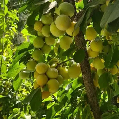 ۱۳۰۰متر باغ با بنای قدیمی زیر قیمت شهریار