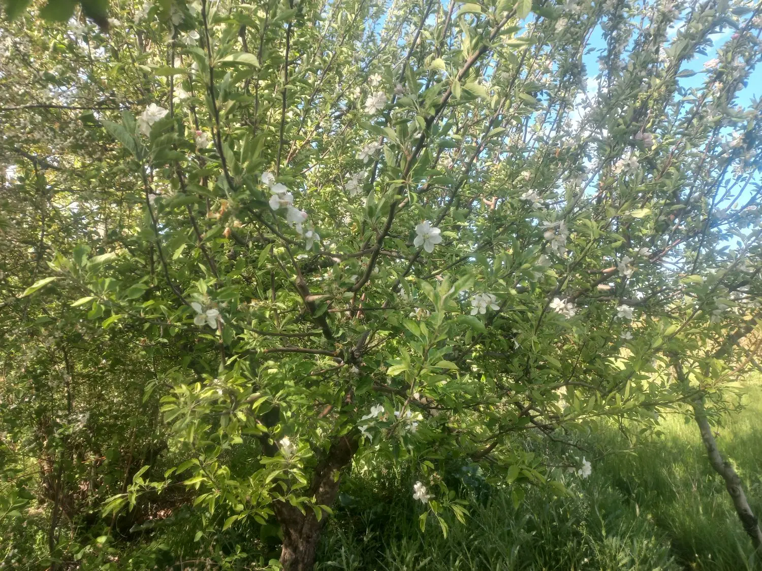 باغچه ۸۰۰متر با آب وبرق ۱۱۵۰۰۰۰۰۰۰