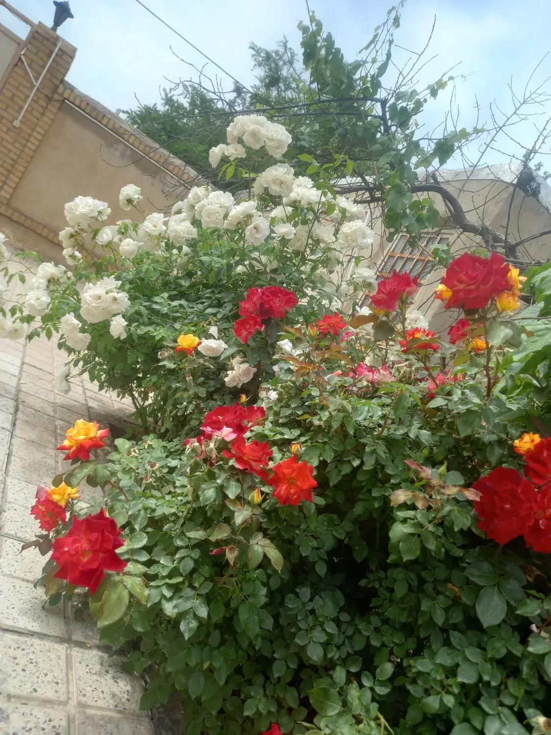 ویلایی شمالی دونبش