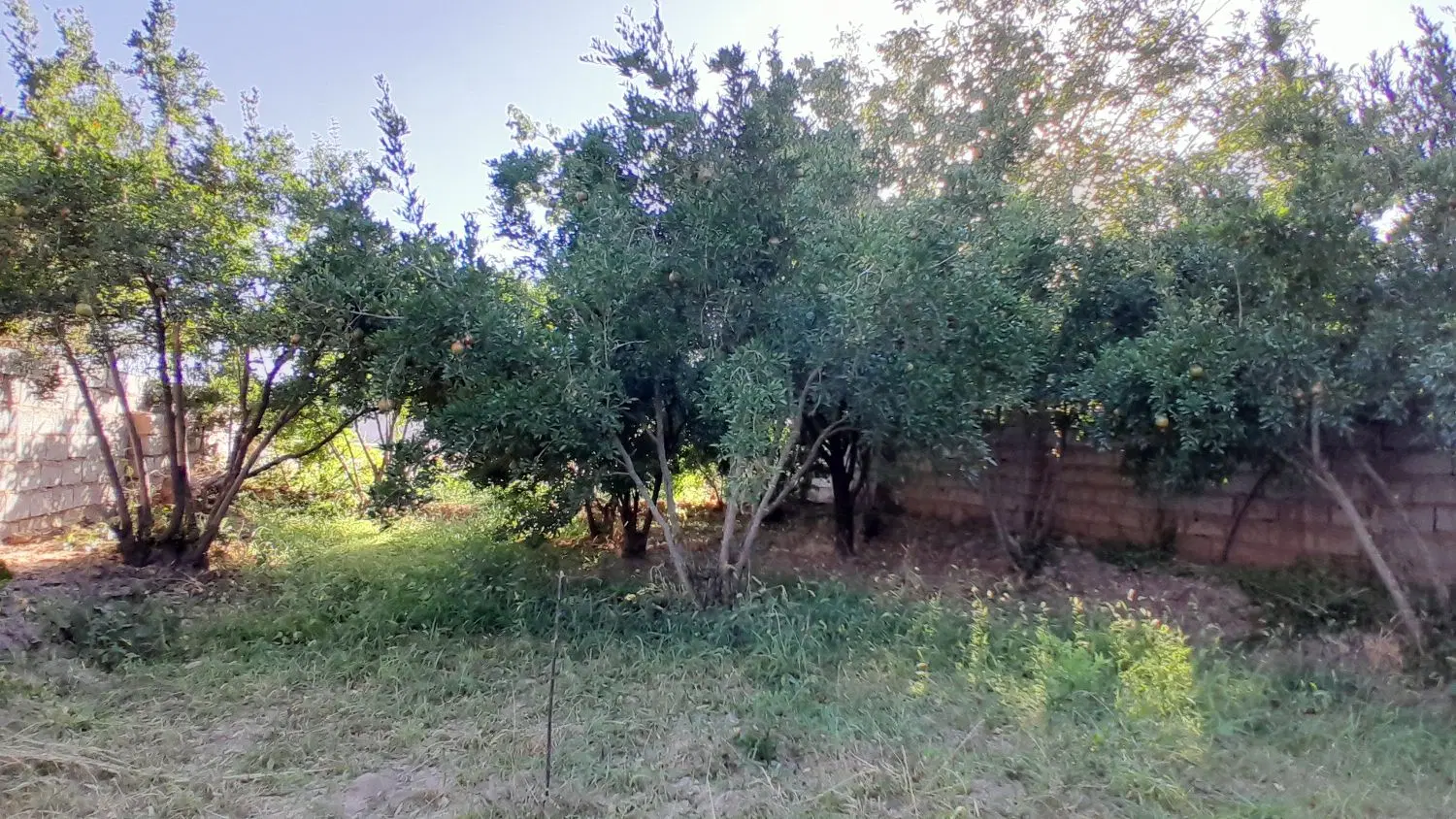 باغ در روستای گوداسیا